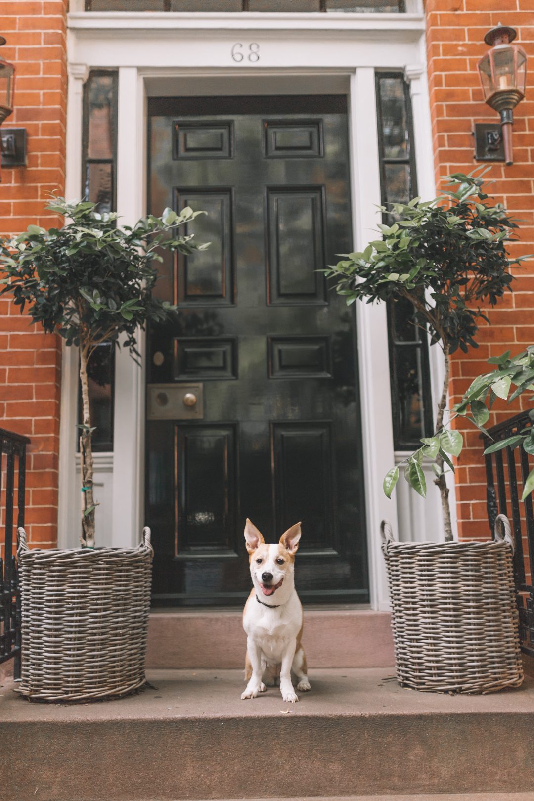 Favorite Dog-Friendly Spots in New York City.