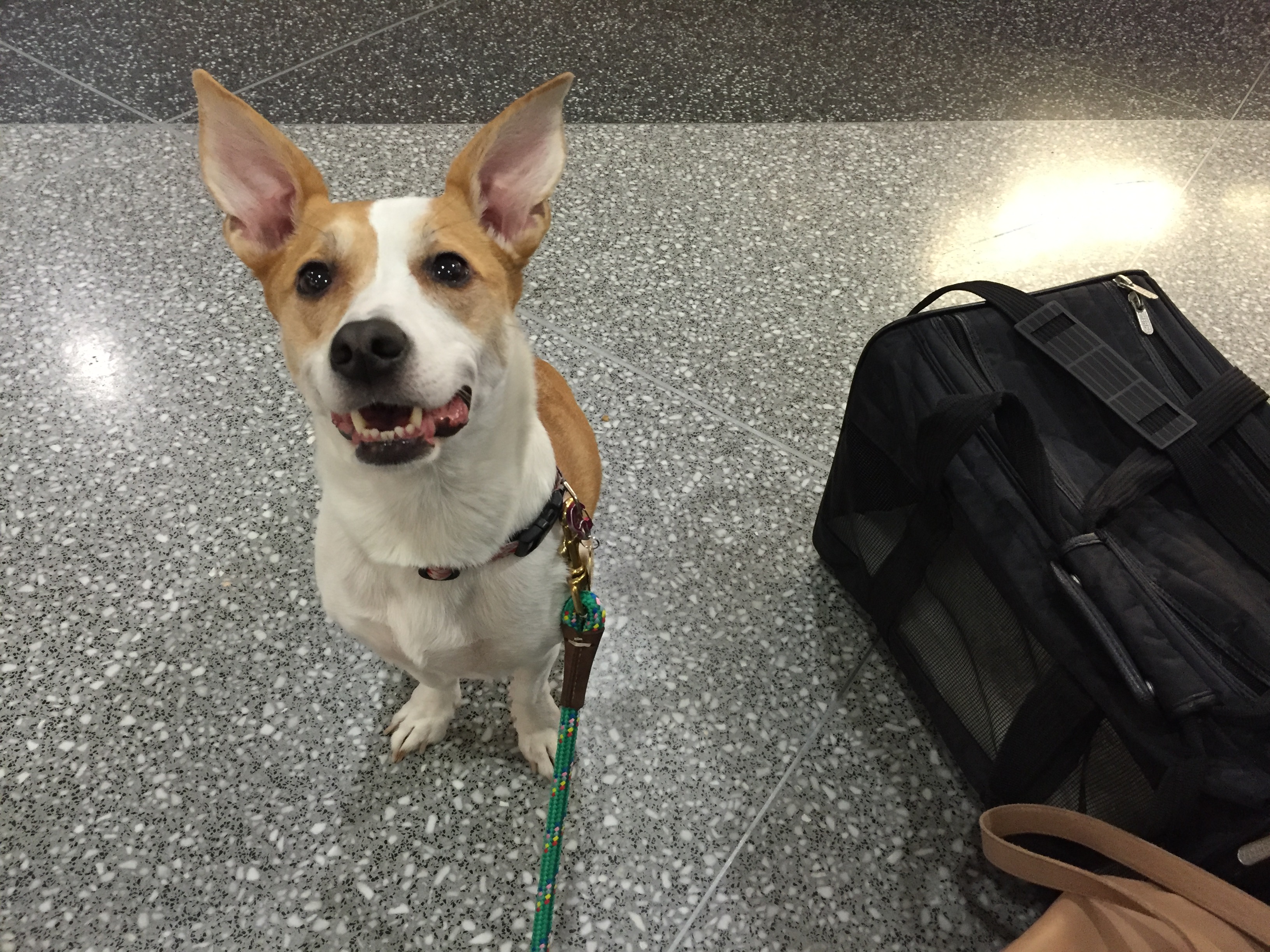 5 Tips for Traveling with Pets.