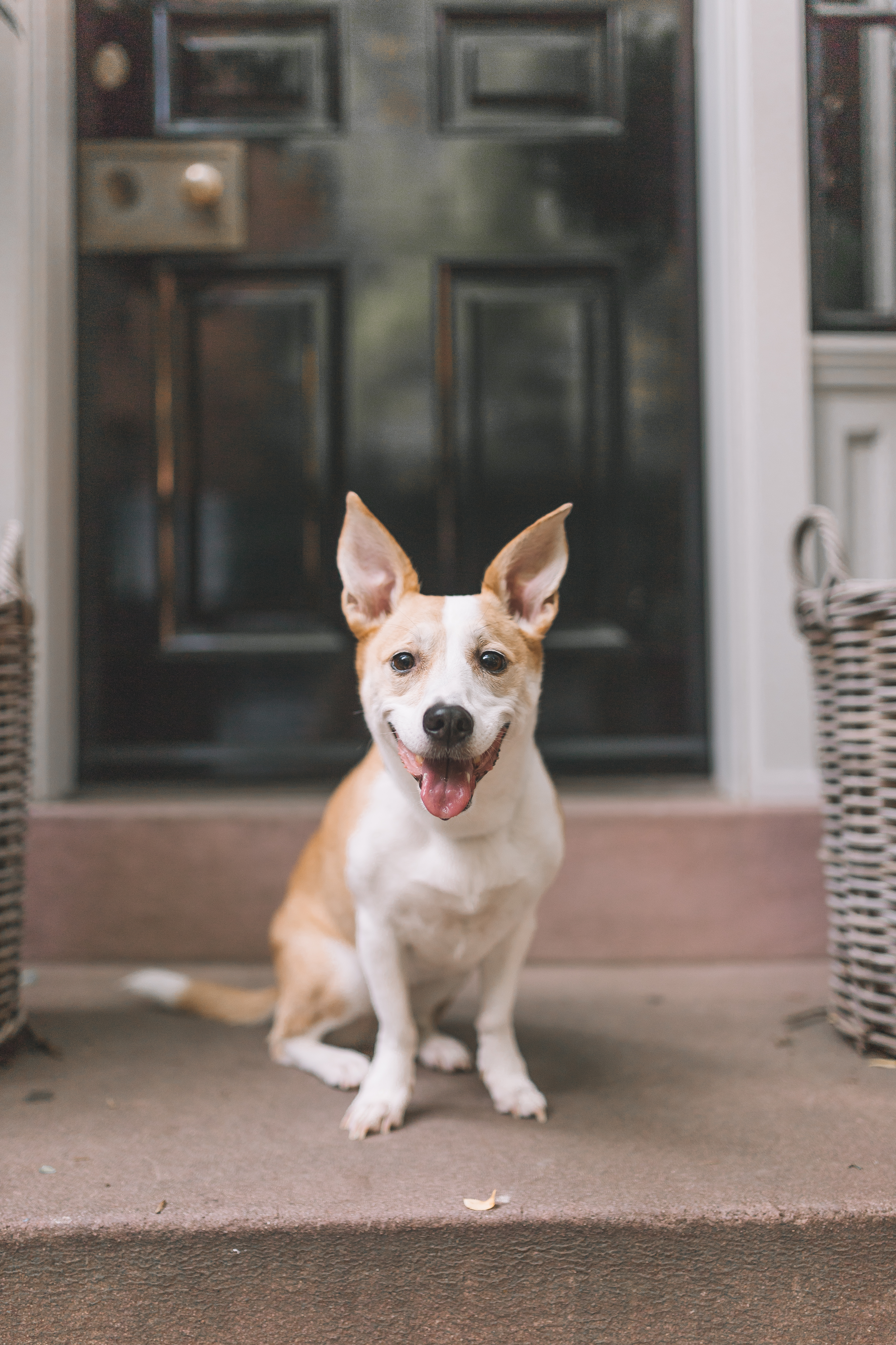 纽约市最受欢迎的狗友好景点。manbet网页版登录